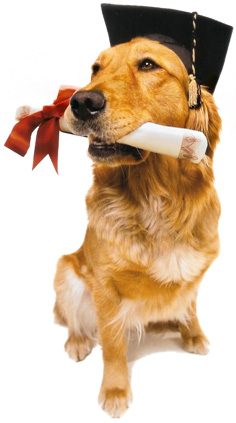 buen ciudadano canino universidad canina