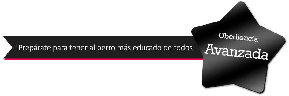 obediencia avanzada