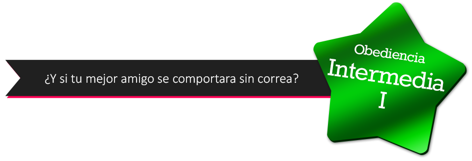 obediencia intermedia
